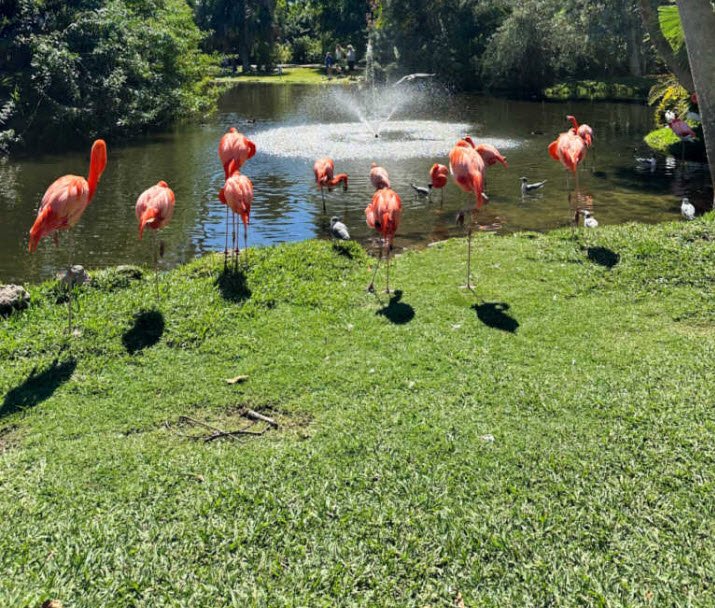 Sarasota Jungle Gardens , United States